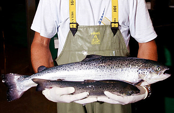 基于转基因食品的发展现状及前景研究