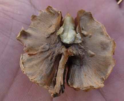 核桃的分心木 是什么?