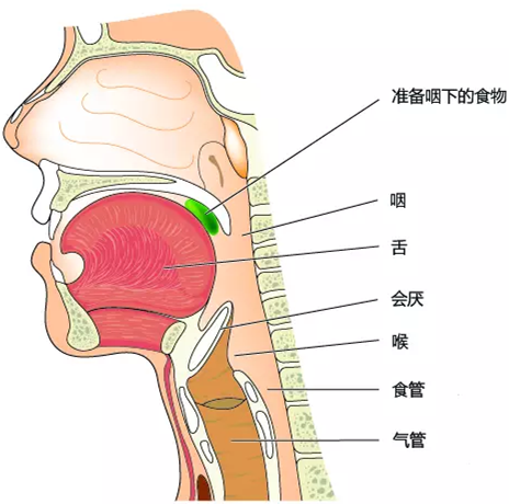 口咽部(扁桃体所在的口腔深处),喉咽部(气管和食管的分岔路口),食道