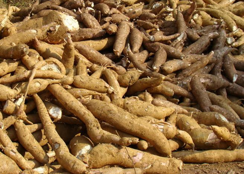 木薯有毒部位:氰化物 这种物质是有剧毒的.