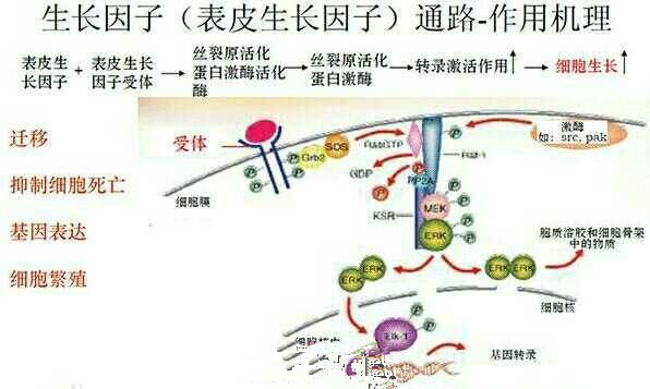 7d3a520dgw1f4l9fig8luj20gk09xt9q_副本.jpg