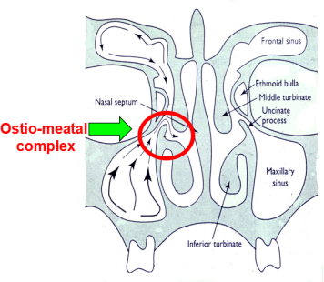 窦口鼻道复合体的解剖图片