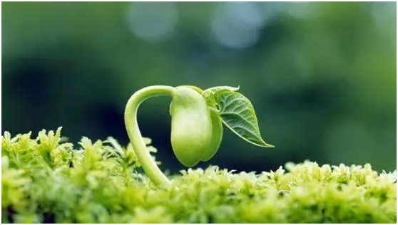 春天的树木哪种汗不需干预张医生来教你辨别哪种汗需要调理需要及时