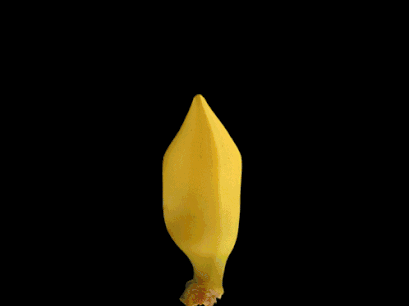 4.gif
