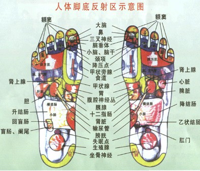 足底反射区.jpg
