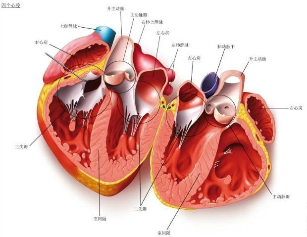 心脏四腔简化图图片