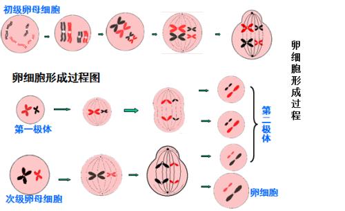 u=1024138189,2937499925&fm=26&gp=0.jpg