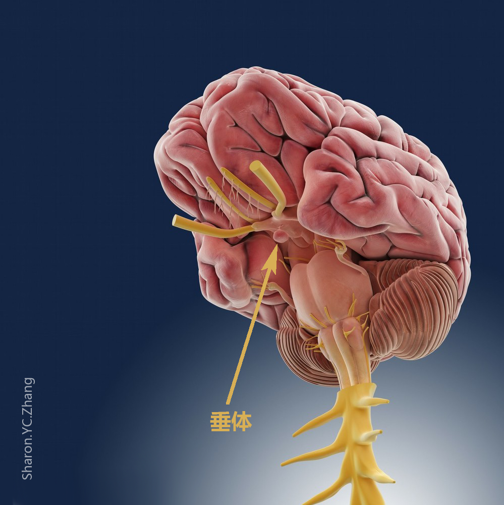 脑垂体位置三维图图片