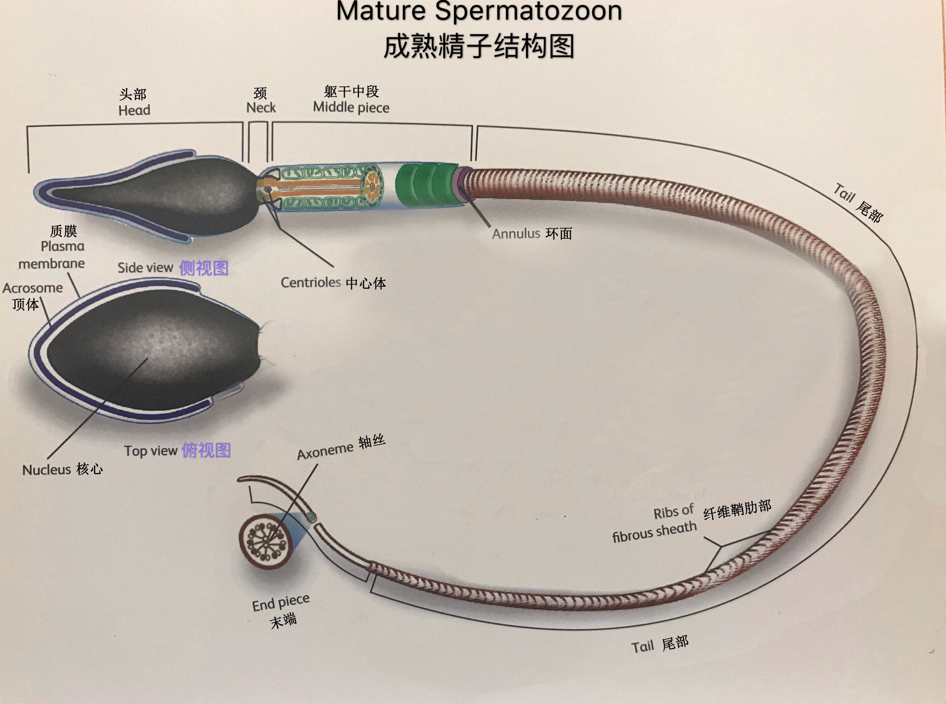 图片1_WPS图片-1.GIF