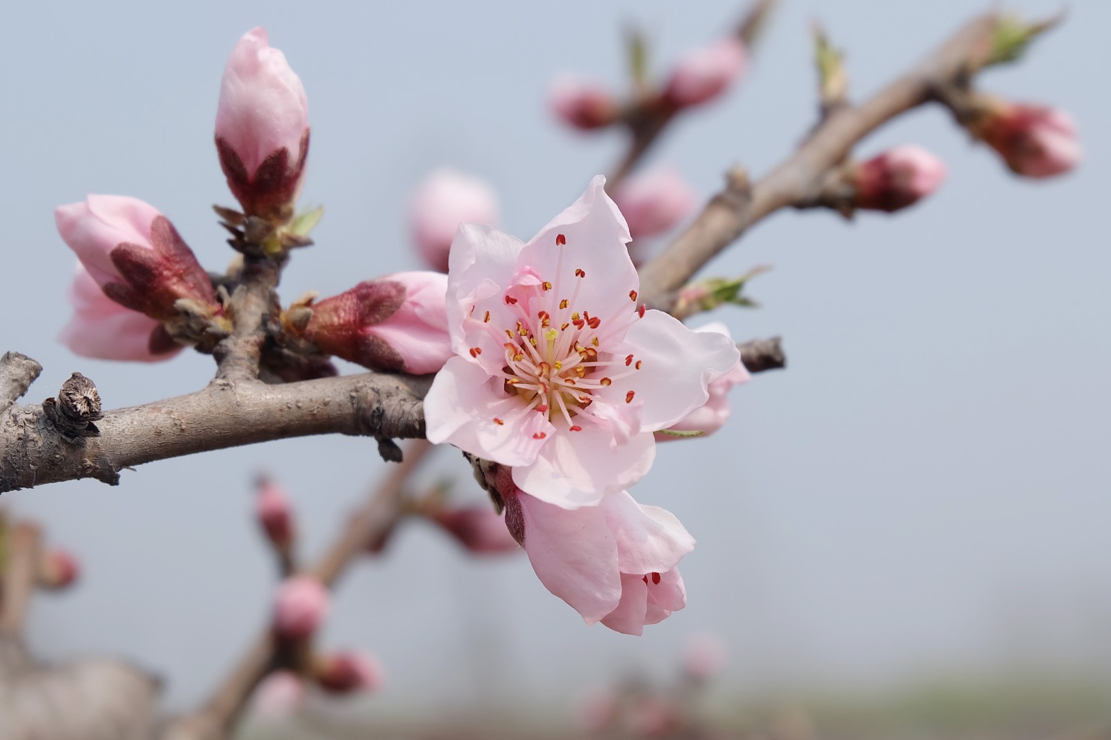 春天樱花.jpg