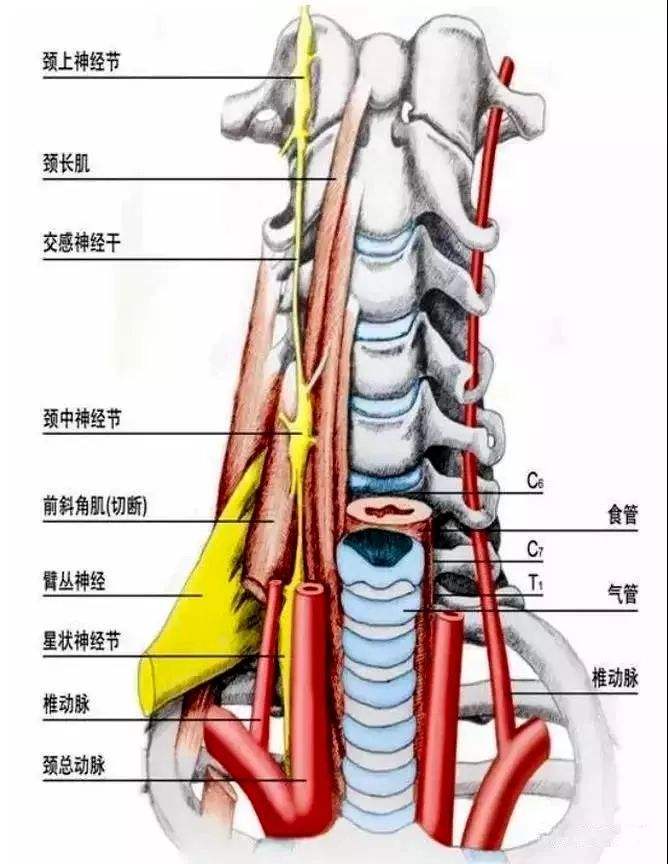 颈交感神经节位置图解图片