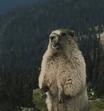 872c0485355e22aef791124d5ff54a96.gif