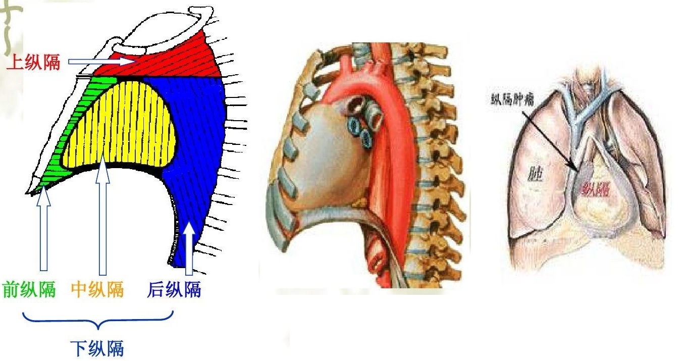 纵隔.jpg