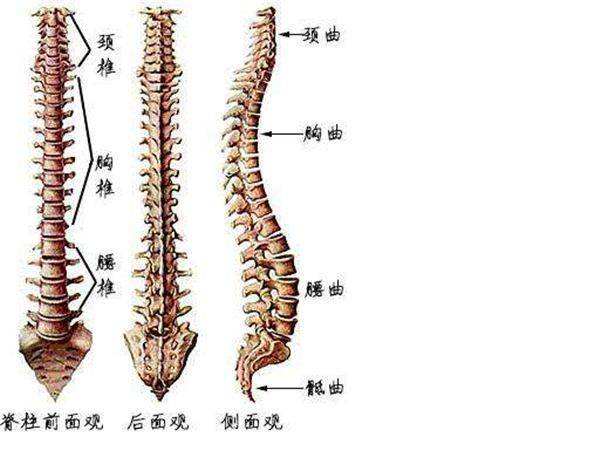 你注意到脊柱生理曲度变直了吗