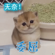 无奈2.gif