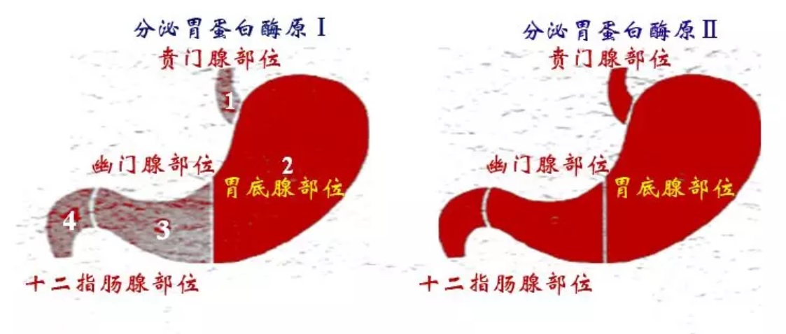 1.胃蛋白酶原分泌图.jpg