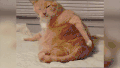 20191120110629.gif