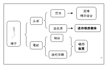 精子结构示意图.png