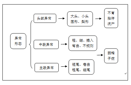 异常精子图3.png