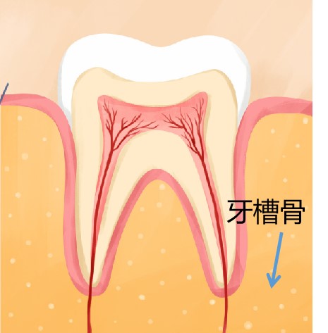 牙槽结构图图片