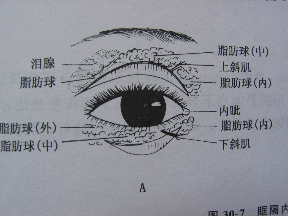眼皮分布结构图图片