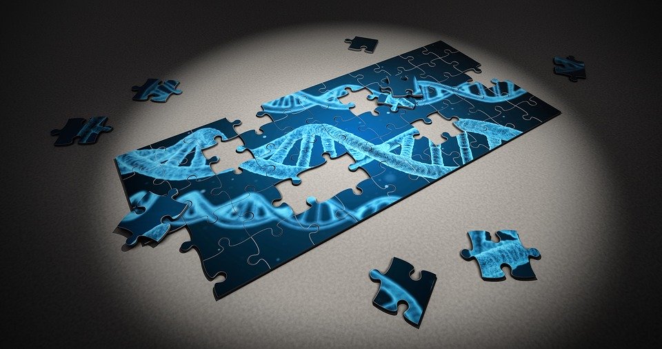 谜题, Dna, 研究, 遗传, 片, 3D, 医疗保健, 健康, 科学, 护理, 疾病, 医药, 基因