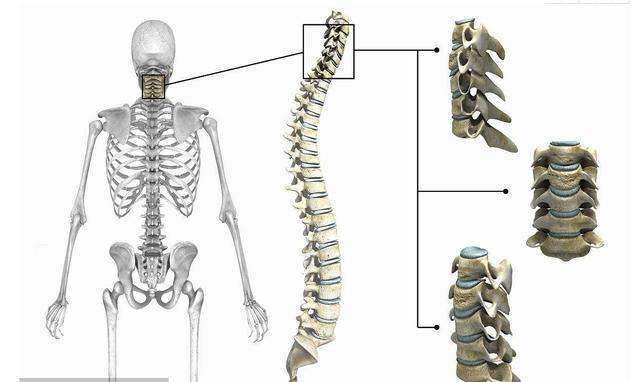 第七颈椎棘突最长图片