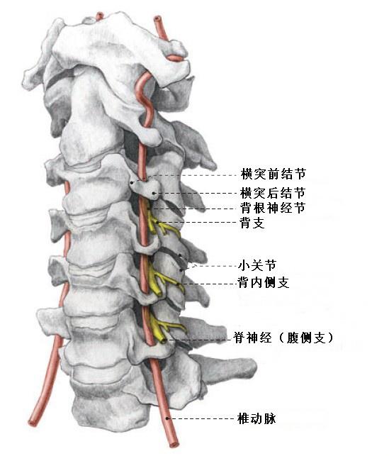 图3 第7颈椎(又名隆椎)图2  第一颈椎(寰椎)和第二颈椎(枢椎)图1 颈椎