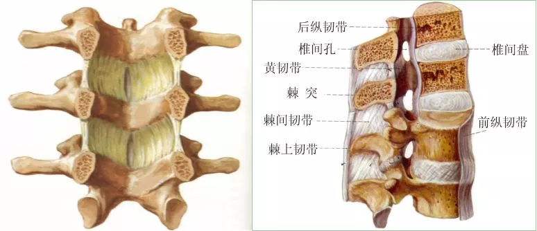 颈椎位于脊柱的颈段颈椎,位于脊柱颈段,共7块,由椎间盘和韧带相连