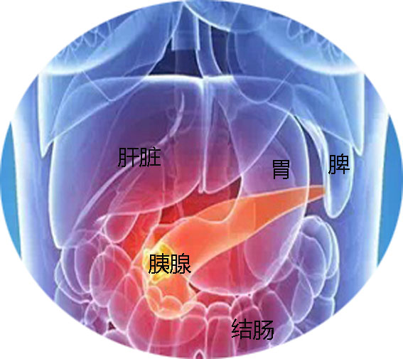 女性胰腺位置图图片
