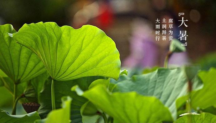 大暑.jpg