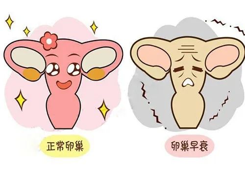 快自测一下你的卵巢是否健康,这关乎你的生育!