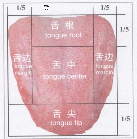 舌头图片分解图片图片