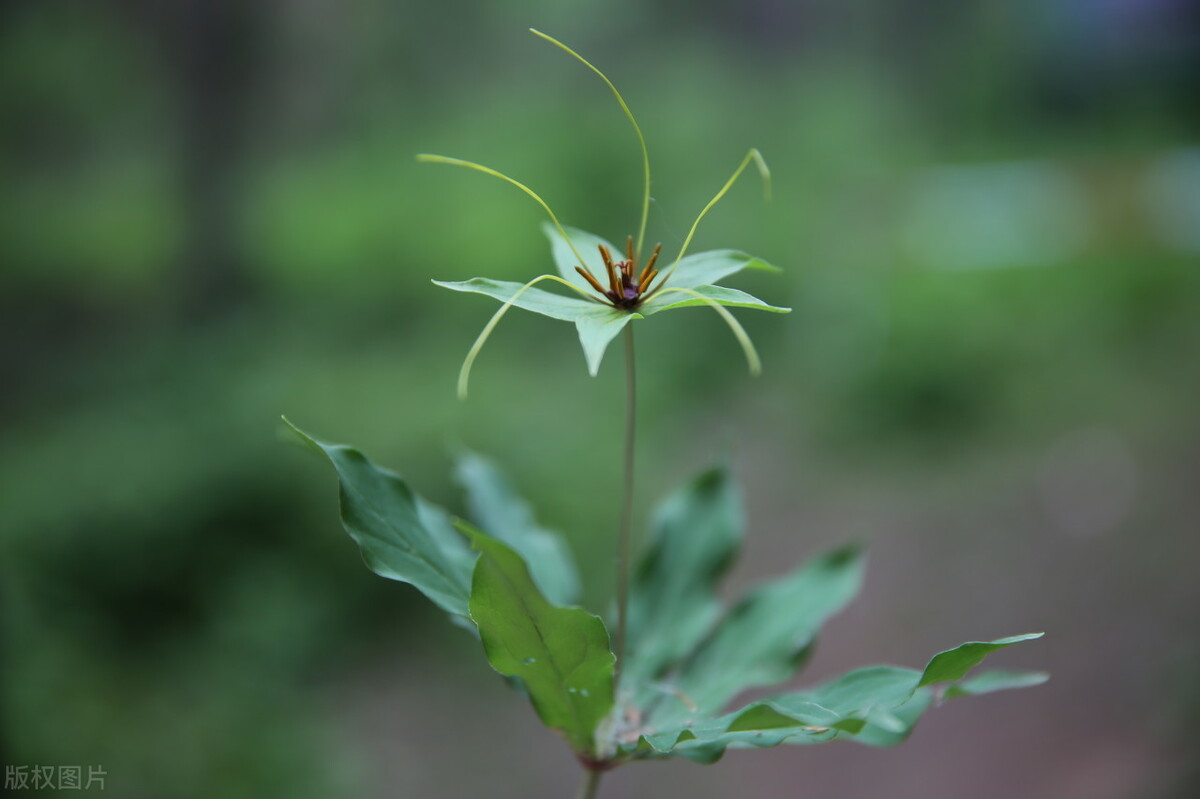 肝功能异常，草河车方灵验