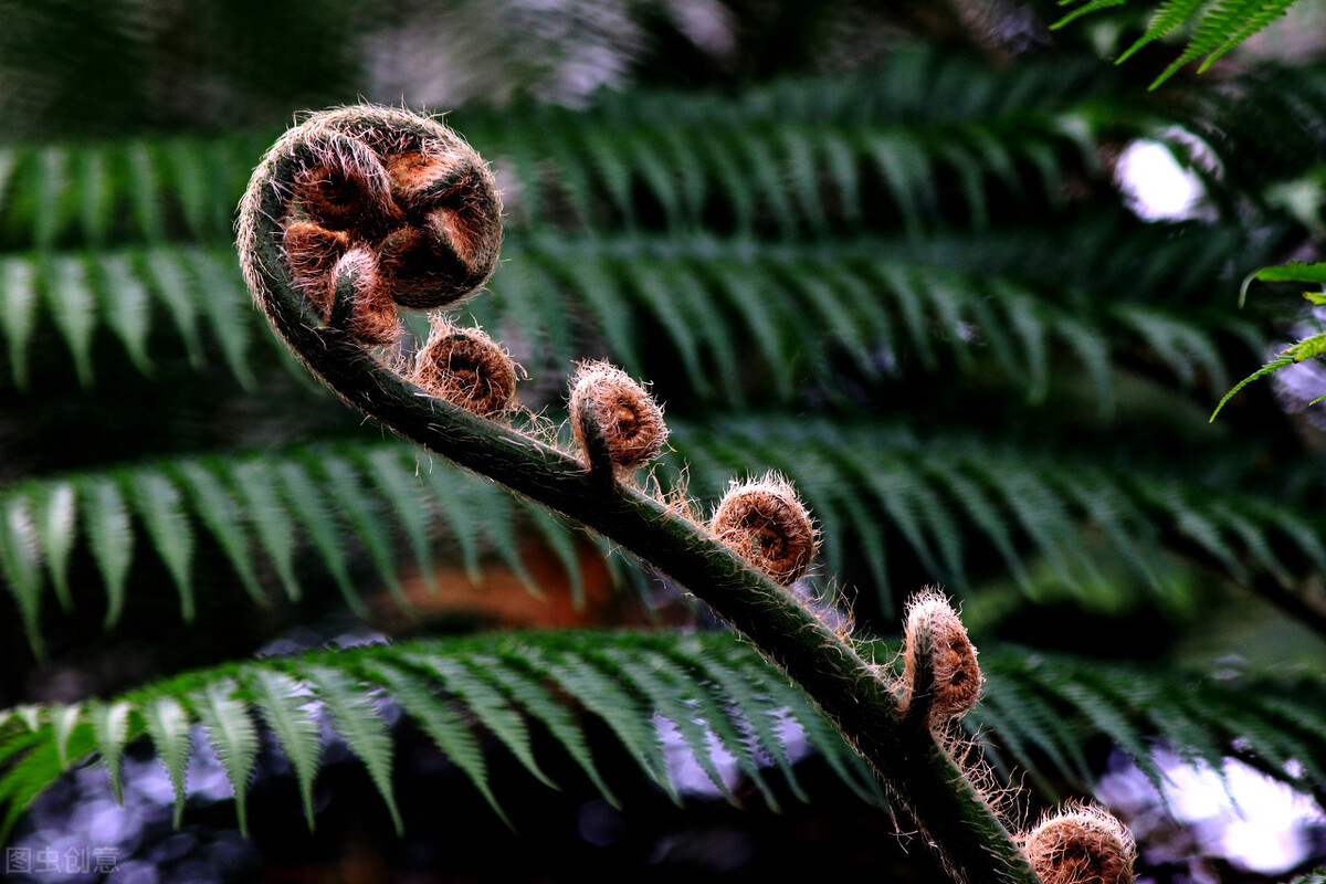 失眠真烦人，看这3个古方成药能不能让您倒头就睡
