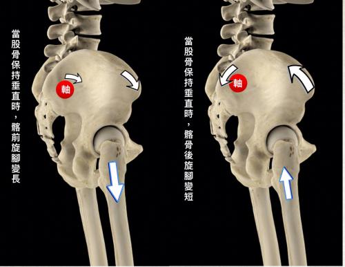 骶髂關節影響恥骨聯合關節,雖然從