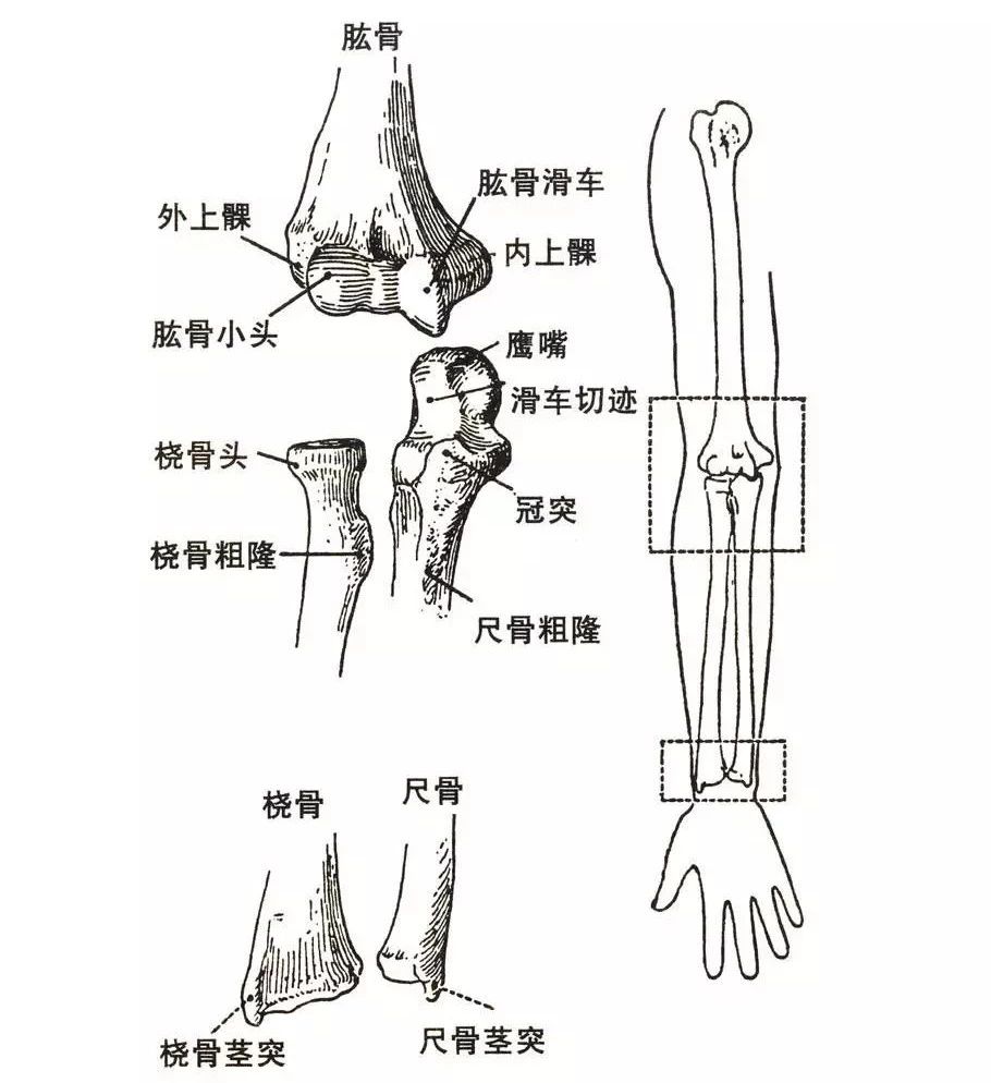 手腕桡骨位置图片