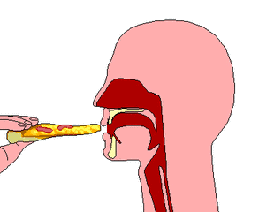 食物吞咽过程图片