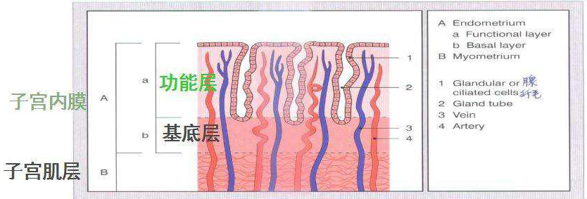 基底层.png