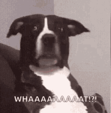 WHAT！.gif