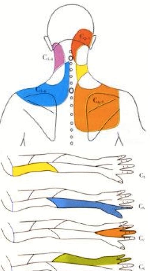 由于颈椎神经支配了颈肩部及双上肢区域的感觉运动功能,所以颈部神经
