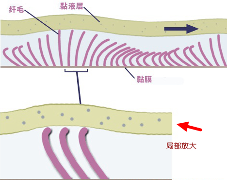 v2-8a6e1766218f8102f6a3764d92cb8885_r.jpg