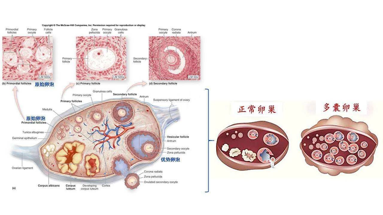 卵巢组织结构模式图图片