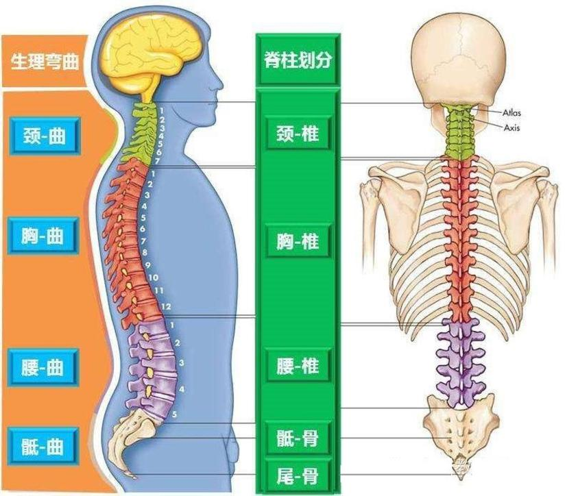 我们的脊柱共有26块脊椎骨合成