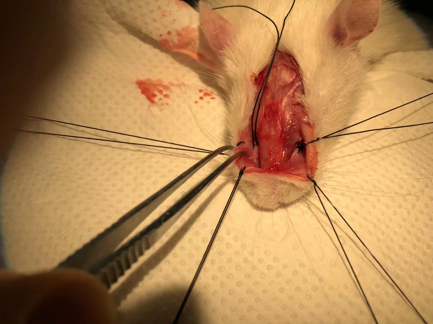 大鼠颈静脉位置图片