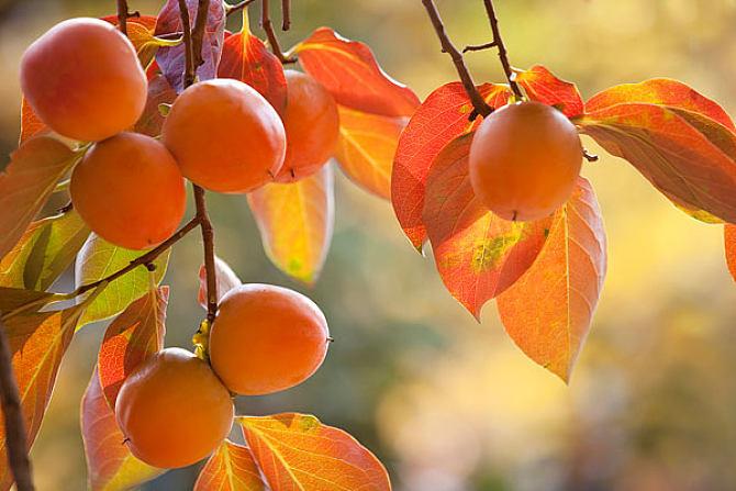 1613831955282526.jpg 柿子1.jpg