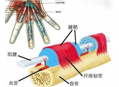 弹响指-解剖.png