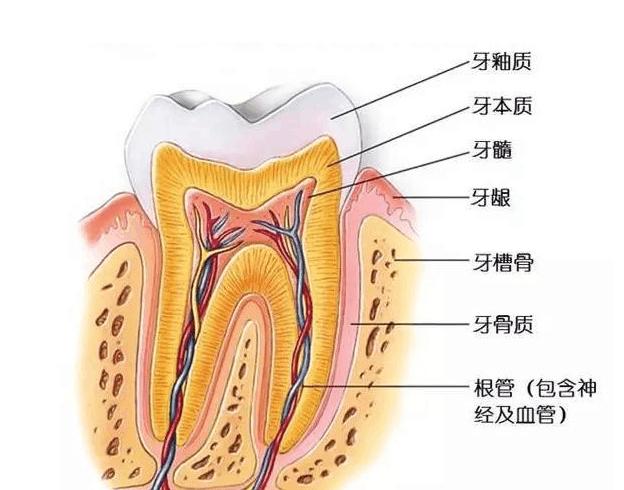 牙根牙齿牙神经.jpg