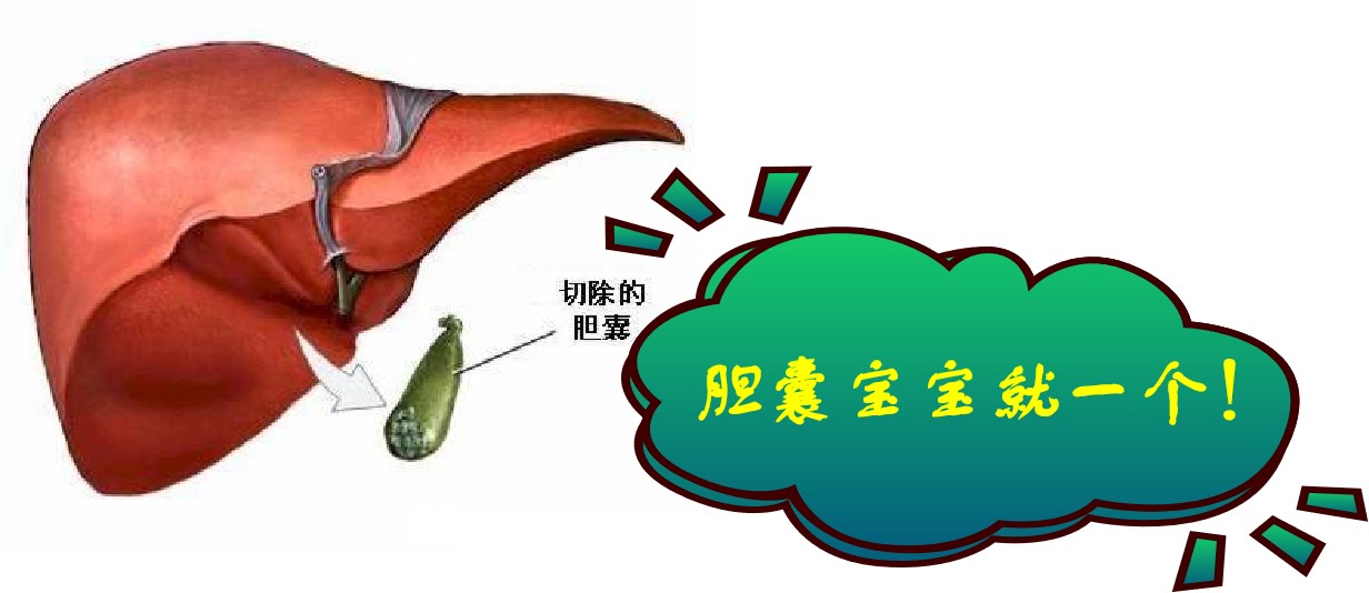 胆囊宝宝.jpg