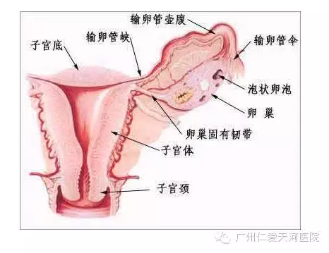 女性五症状，可能导致不孕